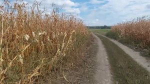 Обзор кукурузы сорт Краснодарский 291 четыре месяца после посева!!!2022 год