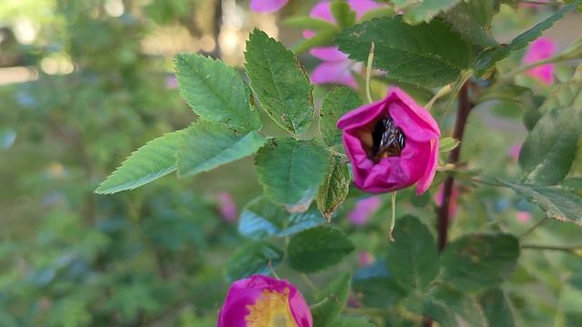 опыление смотреть онлайн