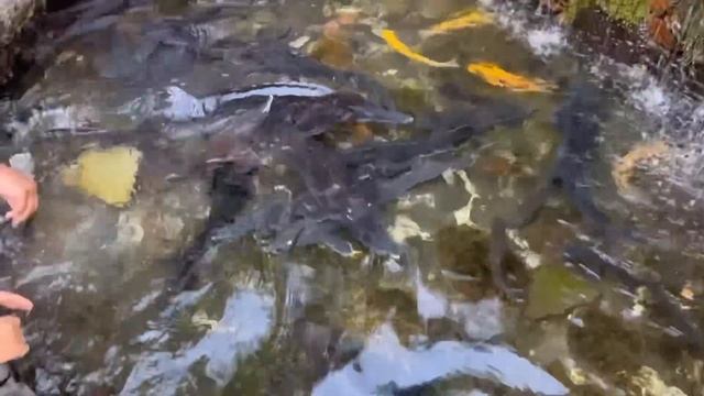 VLOG АРМЕНИЯ: сакральные места сила и знаний Симфония Камней / переезд в Армению смотреть онлайн