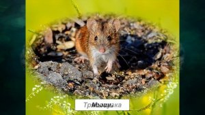 «Луг», Окружающий мир 4 класс ч.1, с.54-60, Планета знаний.