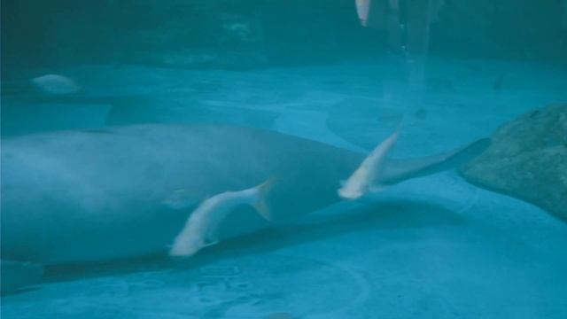 Coex Aquarium смотреть онлайн