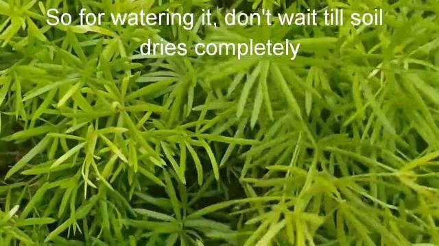 Care and Propagation of Asparagus plant/How to grow and care Asparagus plant смотреть онлайн