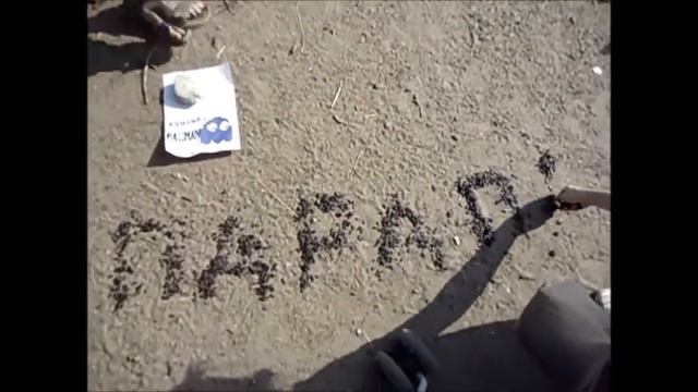Пара Па. Б.Л.О. Команда Pacman.Голуби кушают семечки. смотреть онлайн