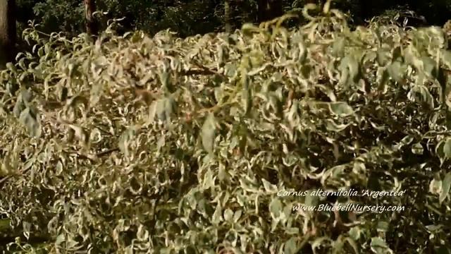 Cornus alternifolia 'Argentea' (Wedding Cake Tree) смотреть онлайн