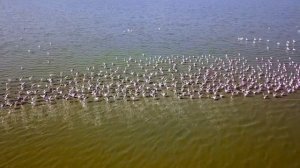 Живой звук фламинго. Как говорит фламинго.