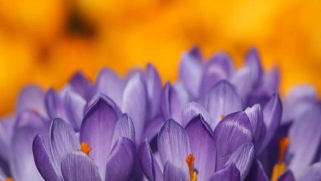 Antonio Vivaldi - L'Estro Armonico Op 3 Concerto No 10 in B minor RV 580 смотреть онлайн