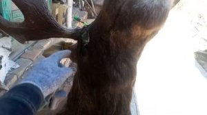 Чучело головы лося. Сохатый лось с огромными рогами.