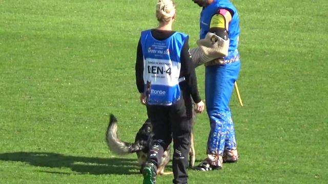 2019 WUSV IGP WM in Modena 92 DEN‐4 BELINDA EIE KRISTENSEN GEN‐CHI'S KIKKI F C89 NQ смотреть онлайн