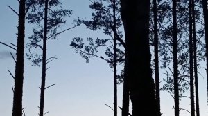 Охота на волка на вабу. Хитрая волчица. И опыт на нуле.#охотанаволка#волк#вабанаволка#охота#ваба