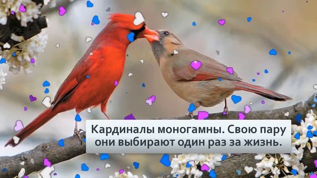 Красный кардинал Яростная птица, которая атакует даже своё отражение смотреть онлайн