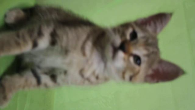 котик пикси-боб Grom Magical Woods смотреть онлайн