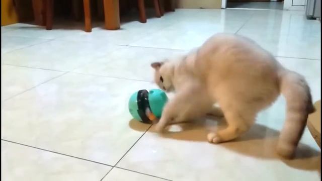 Игрушка-неваляшка для кота с кормушкой и антенной смотреть онлайн