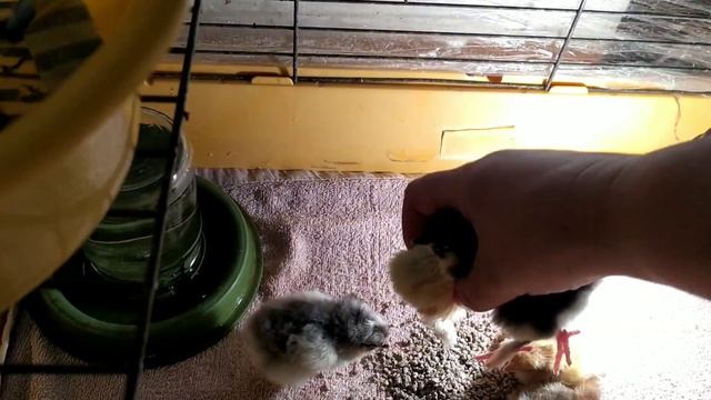 ЦЫПЛЯТА В СЕНТЯБРЕ/ ОРПИНГТОН ЛАВАНДА смотреть онлайн