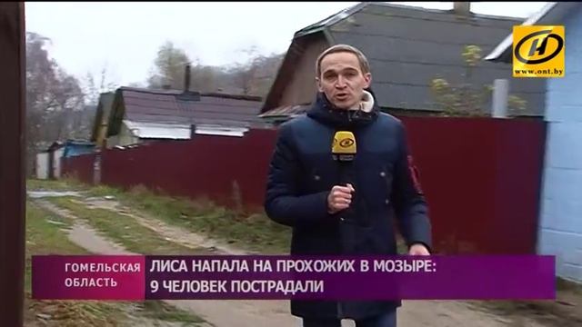 Лиса напала на прохожих в Мозыре: девять человек пострадали смотреть онлайн