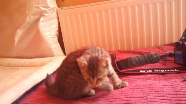 пикси-боб котенок девочка Златка, возраст 2 месяца смотреть онлайн