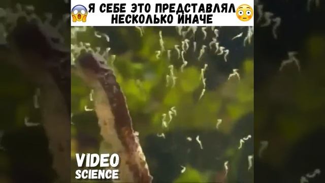 Морской конёк рожает!!! смотреть онлайн