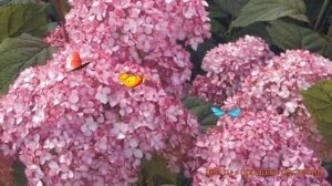 Гортензия древовидная Мэджикал Пинкербелл ? обзор: как сажать, саженцы гортензии Мэджикал Пинкербел