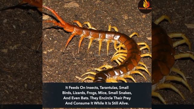 7 Most Lethal Animals of Amazon Rainforests смотреть онлайн