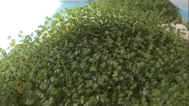 how to grow chia seeds on your diner plate at home . смотреть онлайн
