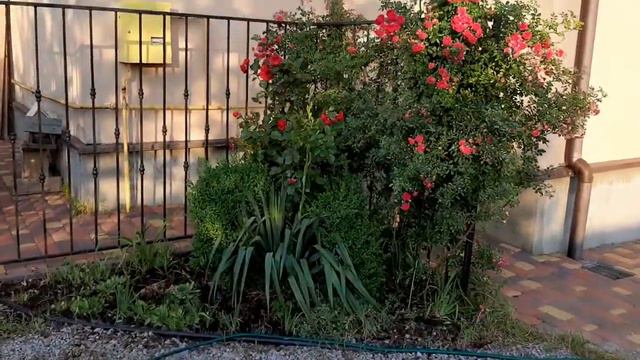 Флорибунды и не только... смотреть онлайн