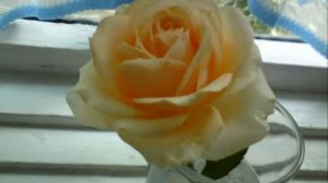 У меня не стоит твоя роза в стакане