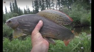 7 день Рыбалка 2023 на Поплавок и поход к месту к лежит Тунгусский метеорит #рыбалка #тайга #fishing