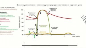 Сердечный цикл