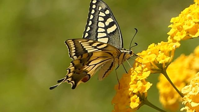 Old World Swallowtail (Papilio machaon) Identification смотреть онлайн