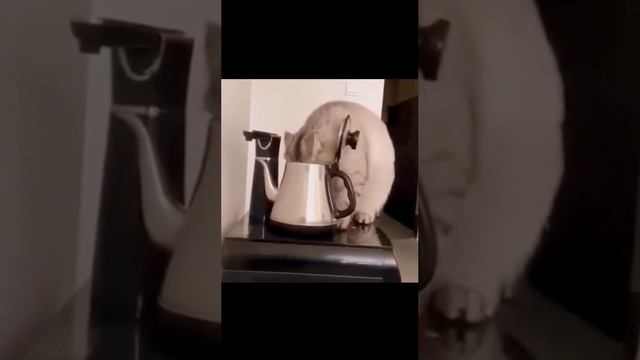 Кошка в чайник смотреть онлайн