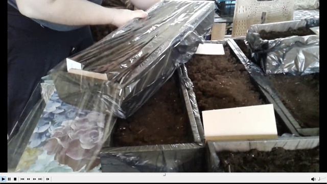 Маленький Огородик Елены Тереховой - Посадка помидоров и Перцев 05.03.2023 смотреть онлайн