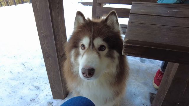 ВЛОГ | Почти ASMR | Гуляем с хаски под птичьи трели | Линдуловская роща смотреть онлайн