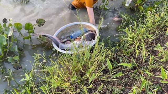 Fish Trap With A Huge Albino Arowana