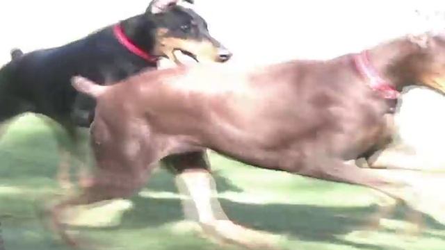 Doberman Puppies Playing, Female Black Doberman Pinscher Puppy, Red Dinosaur Doberman Video