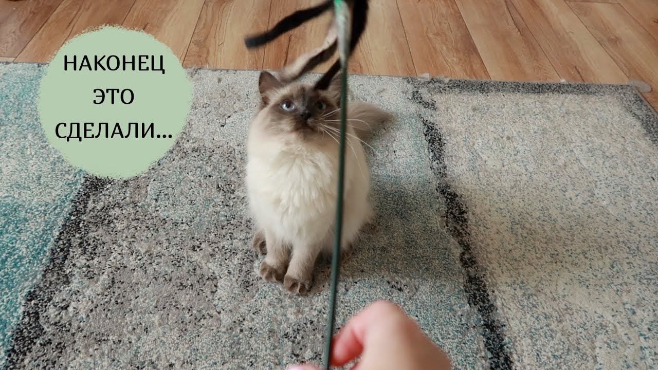 ВЛОГ: операция / новинки моих растений / домашняя гранола смотреть онлайн