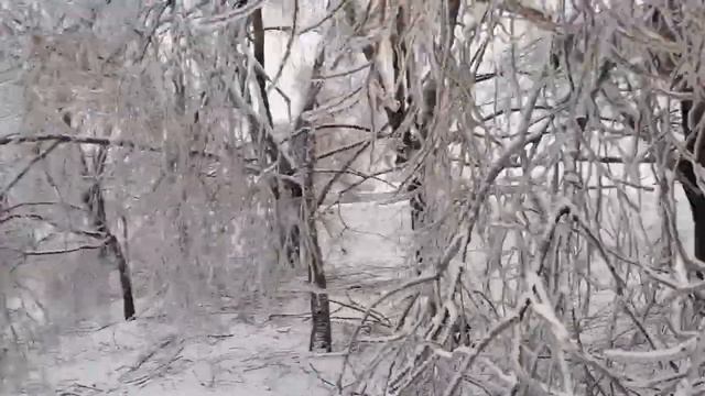 Ледяному покрову на деревьях сможет помочь только сама погода. #погода #природа смотреть онлайн