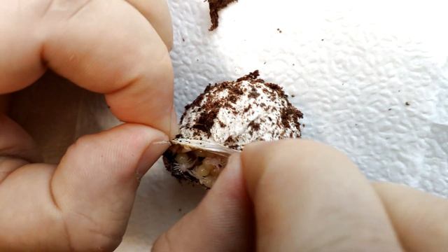 Сложный отбор кокона у паука Chilobrachys dyscolus "Blue". Блог о пауках. смотреть онлайн