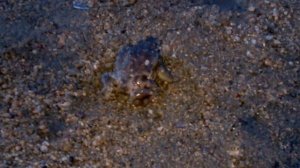 Надуваю лягушку !