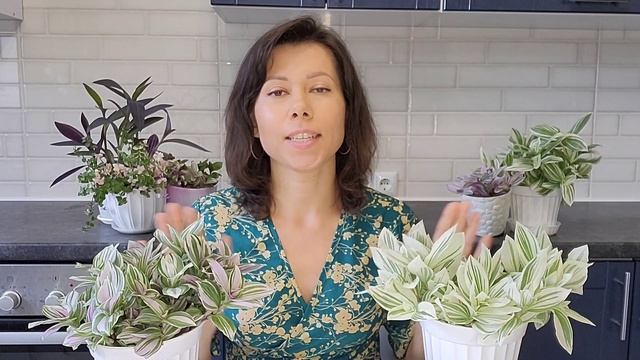 Традесканция, каллизия, сеткреазия, рео, мурдания. Особенности ухода, размножение. Коммелиновые