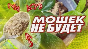 ЭТО ПРИРОДНОЕ СРЕДСТВО НАВСЕГДА ИЗБАВИТ ОТ МОШЕК, ТЛИ, БЕЛОКРЫЛКИ НА КОМНАТНЫХ ЦВЕТАХ И РАССАДЕ