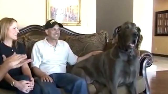 ТОП 5 ОЧЕНЬ АГРЕССИВНЫХ СОБАК