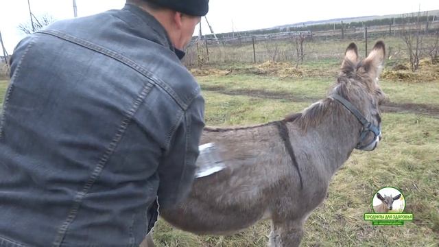 Супер скребок для Моисея из Dairyshop смотреть онлайн