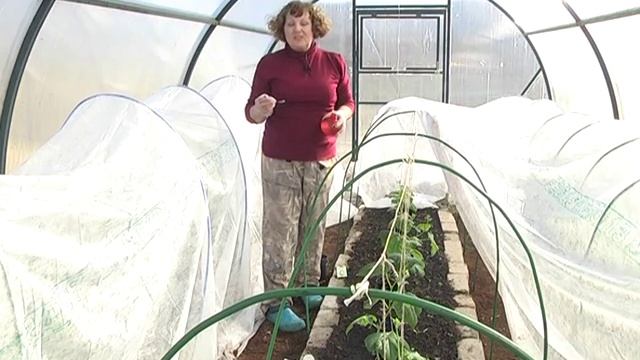 Посадка томатов и огурцов. Картофель. Деревья и кустарники.