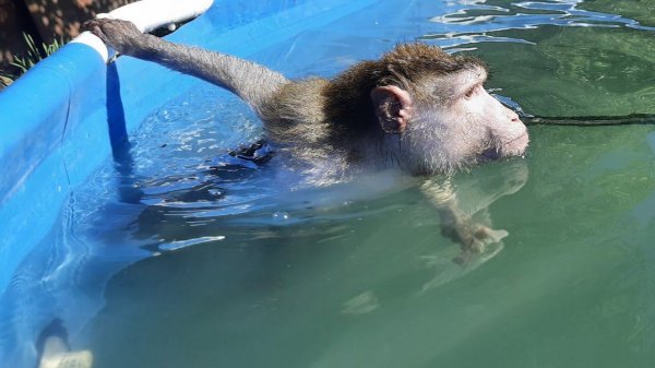 Купание обезьянок/ июль 2022