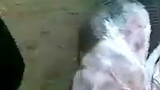 Каспийская Белуга. Одна из самых больших рыб в мире! смотреть онлайн