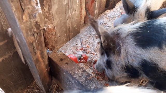 ?Свиноводство для самых ленивых.Зима,свиньи едят бананы и помидоры. смотреть онлайн
