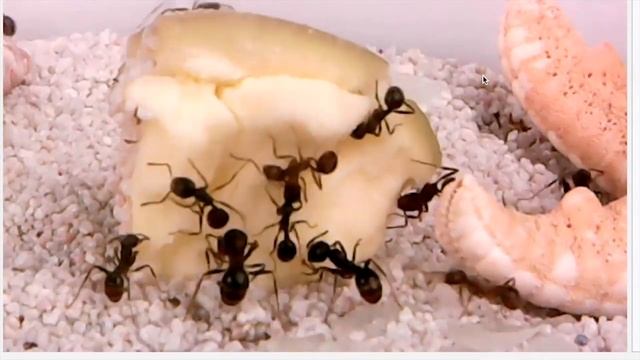 Чем кормить муравьев? смотреть онлайн