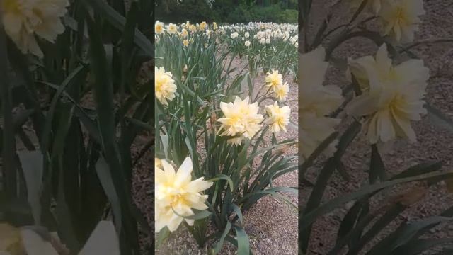 Нарциссы махровые. смотреть онлайн