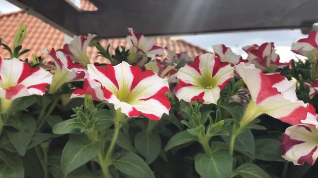 12 มิถุนายน ค.ศ. 2020 смотреть онлайн