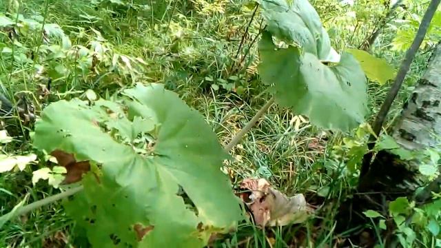 2серияГрибники Нашли ракушачный ручей.Откуда они там взялись! смотреть онлайн