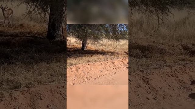 The cheetah is the fastest animal on land/ Гепард — самое быстрое животное на суше смотреть онлайн